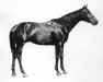 stallion Signorino xx (Thoroughbred, 1902, from Best Man xx)