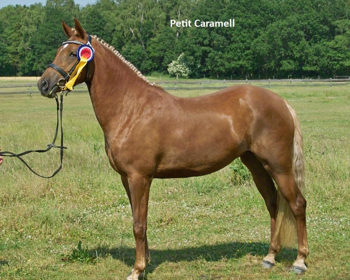 Zuchtstute Petit Caramell (Deutsches Reitpony, 2007, von Hattrick)
