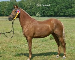 Zuchtstute Petit Caramell (Deutsches Reitpony, 2007, von Hattrick)