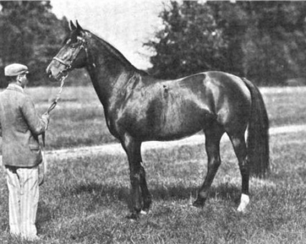 stallion Best Man xx (Thoroughbred, 1890, from Ormonde xx)