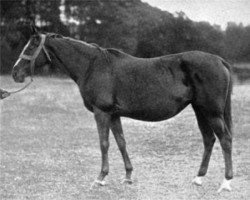 broodmare Wedlock xx (Thoroughbred, 1884, from Wenlock xx)