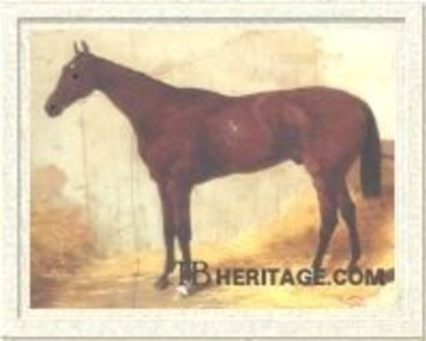 stallion Wenlock xx (Thoroughbred, 1869, from Lord Clifden xx)