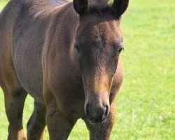 Pferd Petit Olivia (Deutsches Reitpony, 2009, von Bazar ShA)