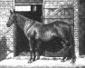 broodmare Star of Portici xx (Thoroughbred, 1871, from Heir at Law xx)