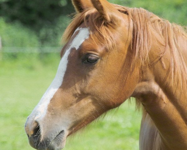 broodmare Petit Isire (German Riding Pony, 2009, from FS Chambertin)