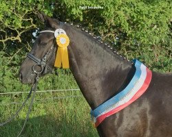 horse Petit Insumina (German Riding Pony, 2008, from Hattrick)