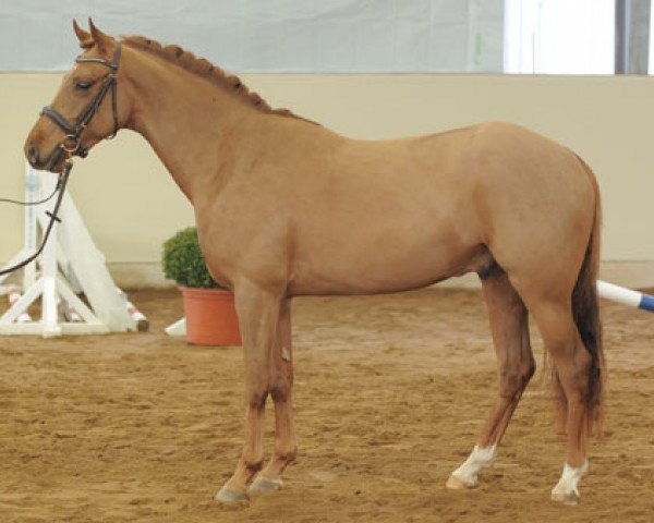 jumper Petit Hamoyar (German Riding Pony, 2008, from Hattrick)
