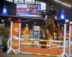 jumper Corlantinus (Oldenburg show jumper, 2017, from Carrera VDL)