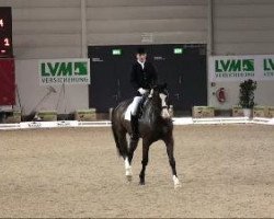 dressage horse Binni Bo 4 (Hanoverian, 2003, from Harmony's Baroncelli)