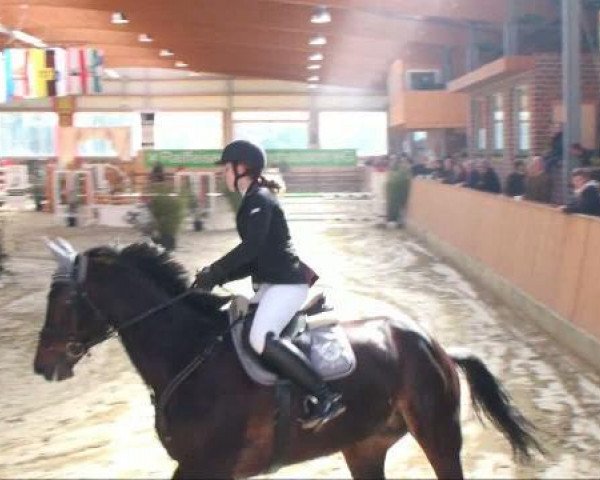 horse Caruso (German Riding Pony, 2000, from Calvados)