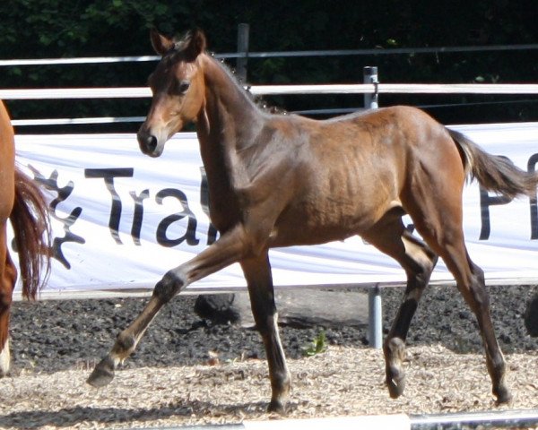 dressage horse Léontin (Trakehner, 2010, from Zauberfürst)