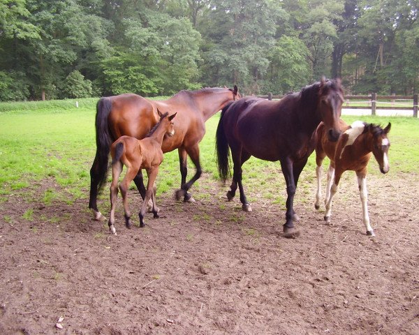 broodmare Donna Summer (Westphalian, 1999, from Danny de Vito 2)