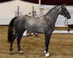 jumper Upgrey (Belgian Warmblood, 2020, from Eras Ste Hermelle)