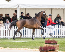 Dressurpferd Hengst von Valverde / Ferro (KWPN (Niederländisches Warmblut), 2020, von Valverde NRW)