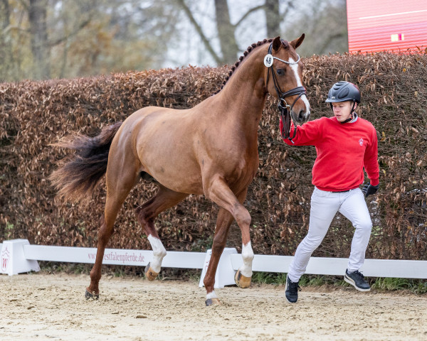 dressage horse Vinvino (Oldenburg, 2020, from Vitalis)