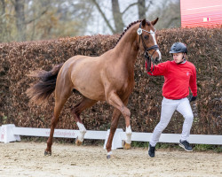 stallion Vinvino (Oldenburg, 2020, from Vitalis)