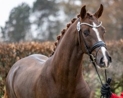 Deckhengst Vandenberg 4 (Westfale, 2020, von Viva Gold OLD)