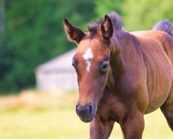 Springpferd Cataleya (Hannoveraner, 2022, von Colorit)