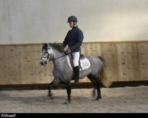 stallion Klindoeil du Verger (French Pony, 1998, from Senateur Fox Den)