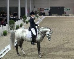 stallion Doubtless (German Riding Pony, 2001, from FS Don't Worry)