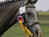 broodmare Petit Hailey Hope (German Riding Pony, 2006, from Monte Christo)