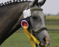 Zuchtstute Petit Hailey Hope (Deutsches Reitpony, 2006, von Monte Christo)