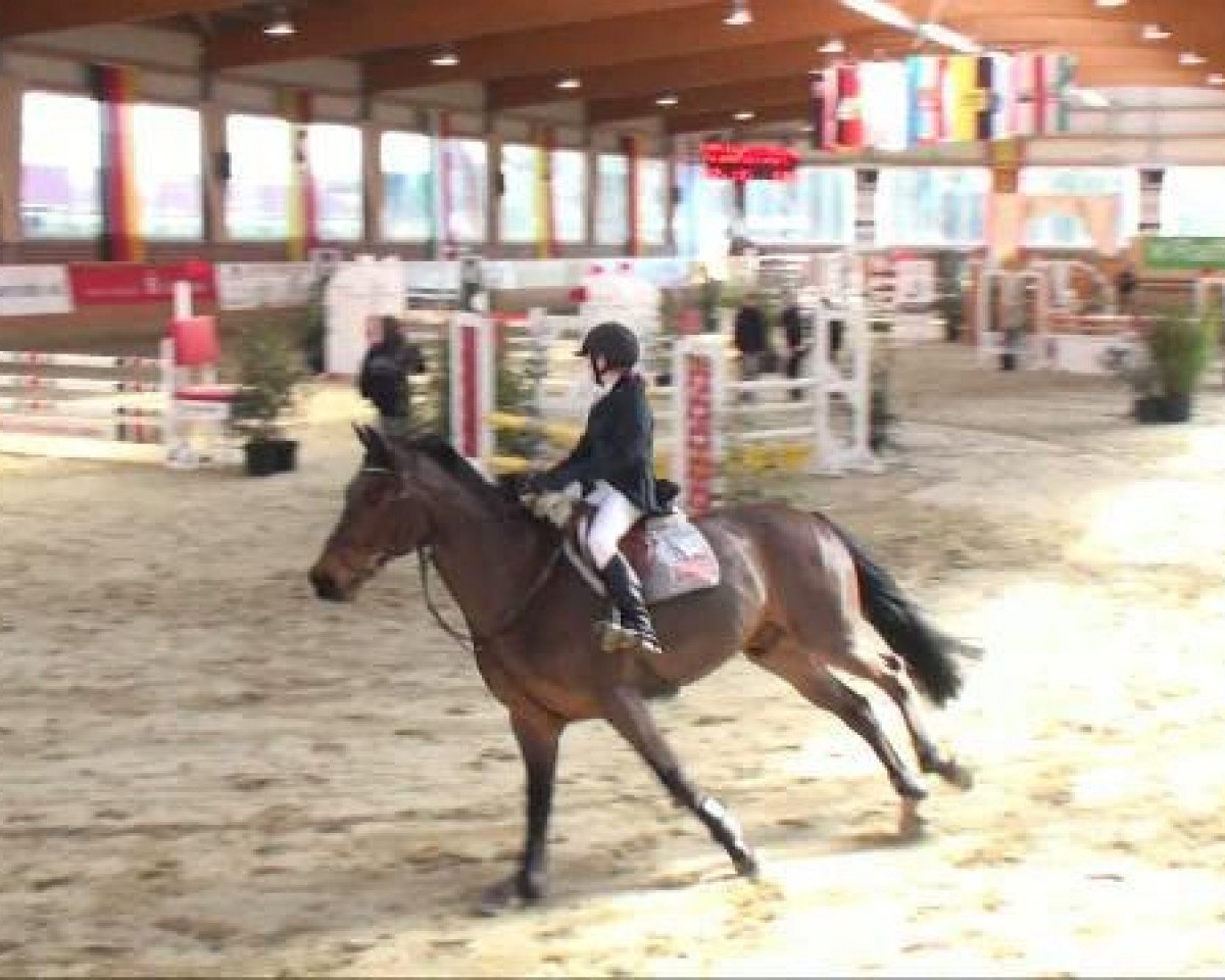 Springpferd Potthoff's Polyamo Z (Zangersheide Reitpferd, 1995, von Polydox)