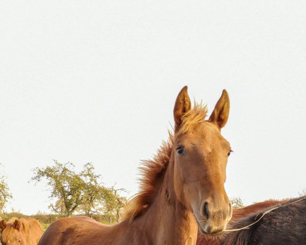 dressage horse Valea XR (Hanoverian, 2022, from Vivaldos)