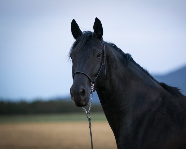 Zuchtstute Gute Greta (Trakehner, 2017, von Helium)