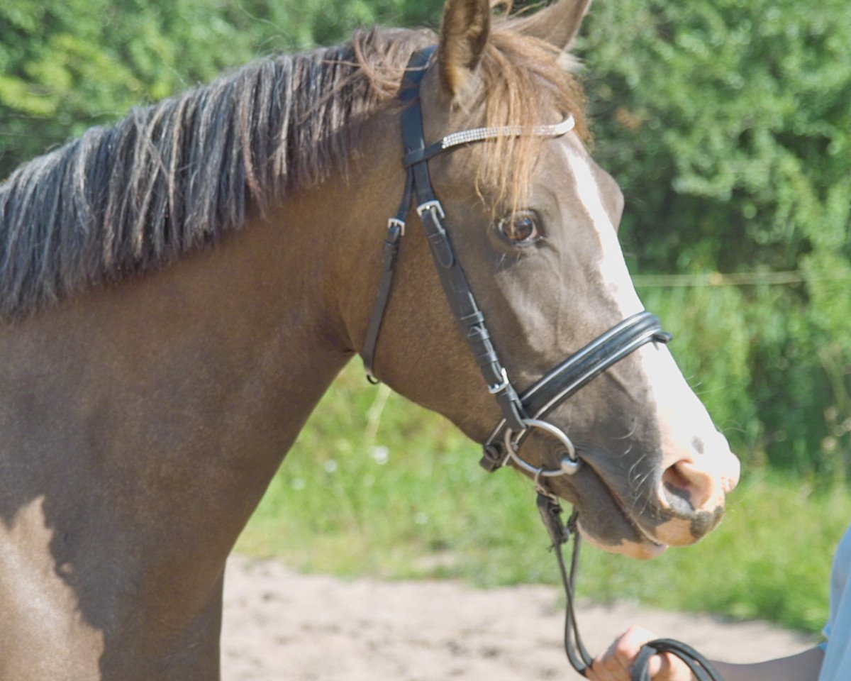 Zuchtstute Petit Happyness (Deutsches Reitpony, 2004, von Monte Christo)