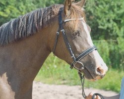 Zuchtstute Petit Happyness (Deutsches Reitpony, 2004, von Monte Christo)