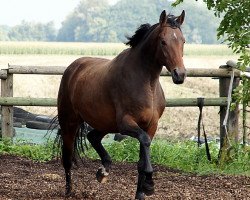 broodmare Lilli Maleen (Hanoverian,  , from Lauries Crusador xx)