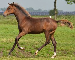 broodmare Stutfohlen von Blue Hors St. Schufro (Oldenburg, 2016, from St. Schufro)