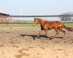 Pferd Fleur d'Amour (Westfale, von Fleury)