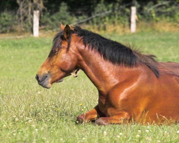 horse Petit Peppermint (German Riding Pony, 2007, from Petit Marashino)