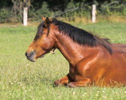 Pferd Petit Peppermint (Deutsches Reitpony, 2007, von Petit Marashino)