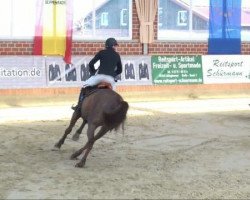 jumper Cantango 2 (Latvian Warmblood, 2003, from Calando IV)