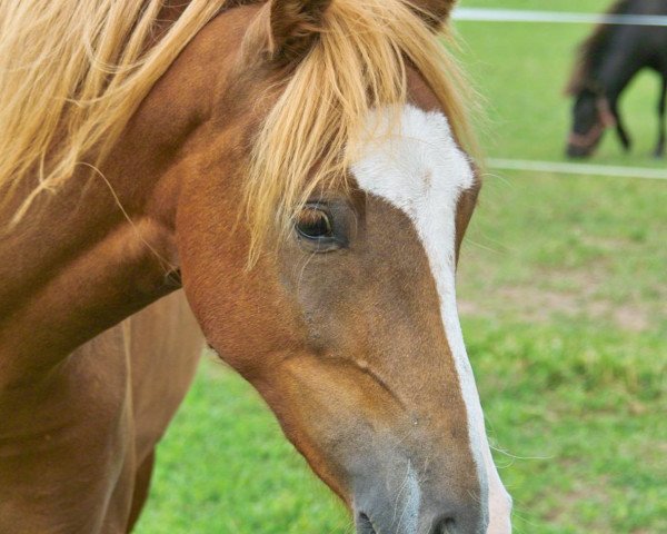 broodmare Petit Lakshmi (German Riding Pony, 2008, from Petit Marashino)