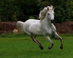 dressage horse Mirage 77 (unknown, 1993)