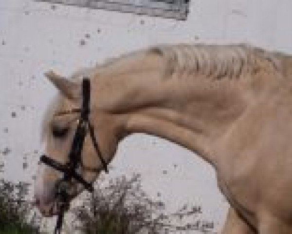 Pferd Petit Marashino (Deutsches Reitpony, 2003, von Grenzhoes Montgomery)