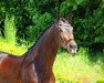 dressage horse Fräulein Donna (Oldenburg, 2017, from Tannenhof's Fahrenheit)