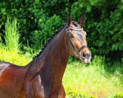 dressage horse Fräulein Donna (Oldenburger, 2017, from Tannenhof's Fahrenheit)