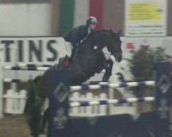 jumper Ein Stern (Hanoverian, 2003, from Embassy I)