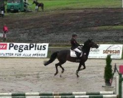 broodmare Passionata (German Riding Pony, 2003, from Ombri B)