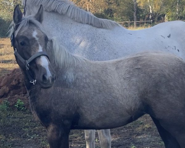 jumper Champ‘s Sooty Lady (Little German Riding Horse, 2022, from Champ de Luxe)