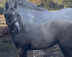 horse Champ‘s Sooty Lady (Kleines deutsches Reitpferd, 2022, from Champ de Luxe)