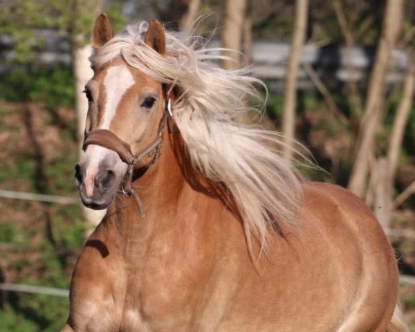 broodmare Dana (Haflinger, 2011, from Weltwind)