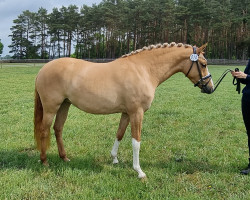 Dressurpferd Stute von Dating AT / FS Champion Deluxe (Deutsches Reitpony, 2019, von Dating AT NRW)