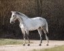 broodmare Von Dutch (Holsteiner, 2006, from Con Air)