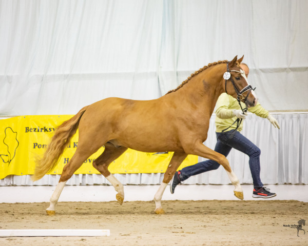 dressage horse Next Edition (German Riding Pony, 2020, from Fs Numero Uno)